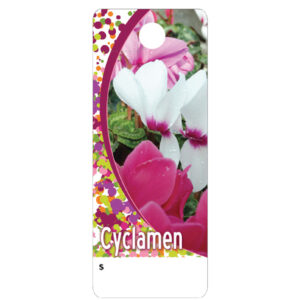 Cyclamen CT0008