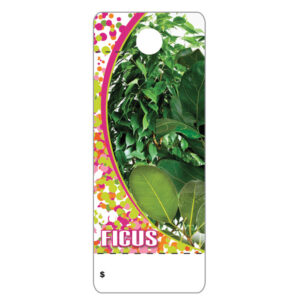 Ficus CT0013