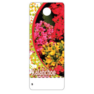 Kalanchoe CT0022