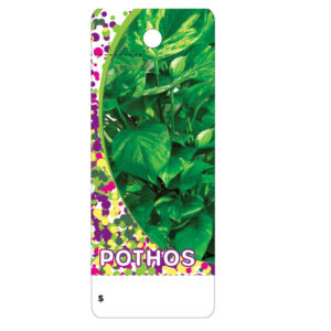 Pothos CT0026