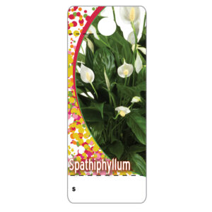 Spathiphyllum CT0030